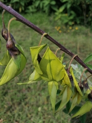 Crotalaria agatiflora