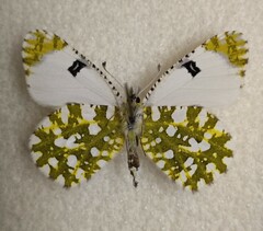 Euchloe ausonia