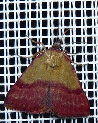 Phytometra viridaria
