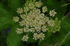 Peucedanum ostruthium