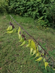 Crotalaria agatiflora