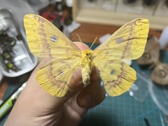 Lepidoptera