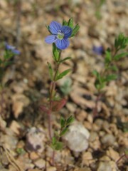 Veronica dillenii