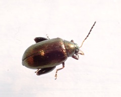 Psylliodes brettinghami