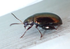 Psylliodes brettinghami