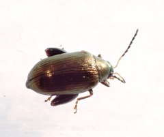 Psylliodes brettinghami