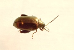 Psylliodes brettinghami