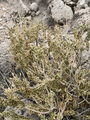 Mortonia utahensis