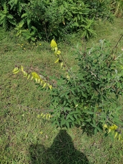 Crotalaria agatiflora