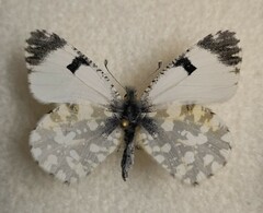 Euchloe ausonia