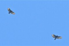 Stephanoaetus coronatus