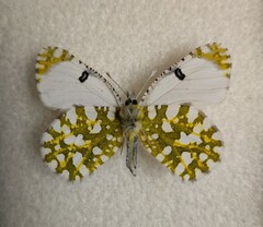 Euchloe ausonia