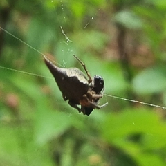 Eriovixia pseudocentrodes