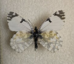 Euchloe ausonia