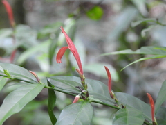 Justicia brasiliana