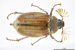 Melolontha pectoralis