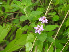 Lantana fucata