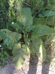 Arctium tomentosum