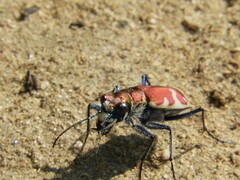 Cicindela formosa