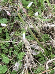 Nothoscordum bivalve