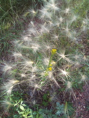 Erysimum marschallianum