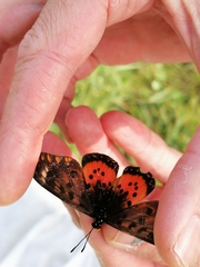 Acraea zetes