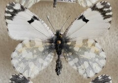 Euchloe ausonia