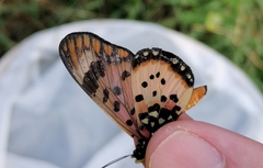 Acraea zetes