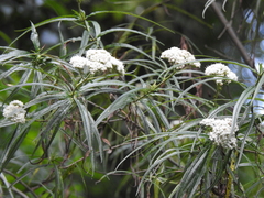 Piptocarpha angustifolia