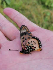 Acraea zetes
