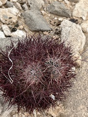 Echinomastus johnsonii