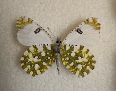 Euchloe ausonia