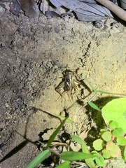 Velarifictorus aspersus