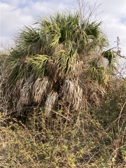 Sabal palmetto