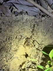 Velarifictorus aspersus