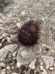 Echinomastus johnsonii