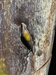 Ariophantidae