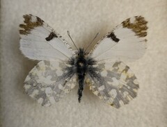 Euchloe ausonia