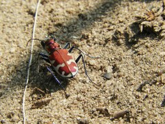 Cicindela formosa