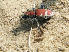 Cicindela formosa