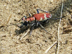 Cicindela formosa