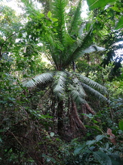 Cycas seemannii