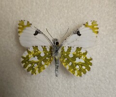 Euchloe ausonia
