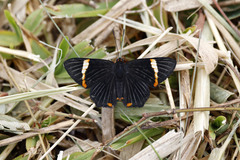 Riodina lycisca
