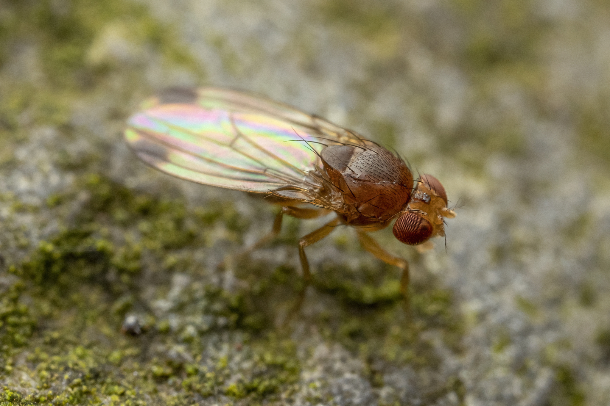 Sulsuli Insect Drosophila suzukii (Matsumura, 1931)