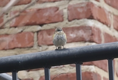 Setophaga coronata