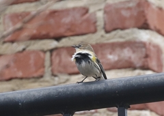 Setophaga coronata