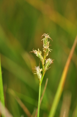 Carex brizoides