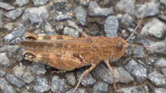 Calliptamus barbarus
