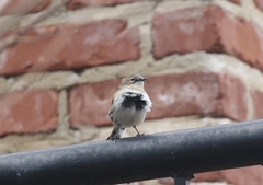 Setophaga coronata